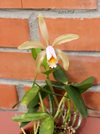 Cattleya forbesii